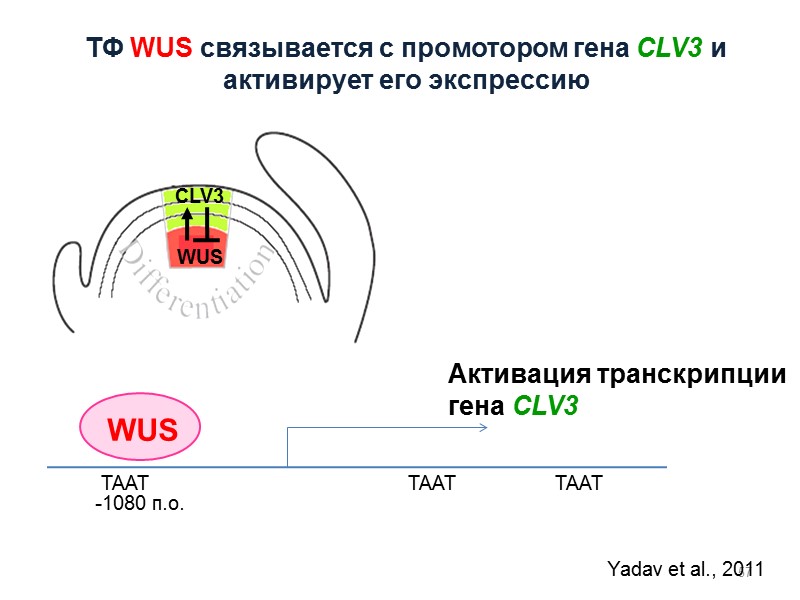 57 WUS TAAT TAAT TAAT -1080 п.о. Активация транскрипции гена CLV3 Yadav et al.,